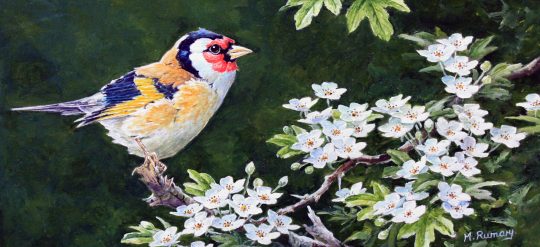 Goldfinch by Martin Rumary