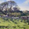 Stephen Hawkins - Sheep Grazing