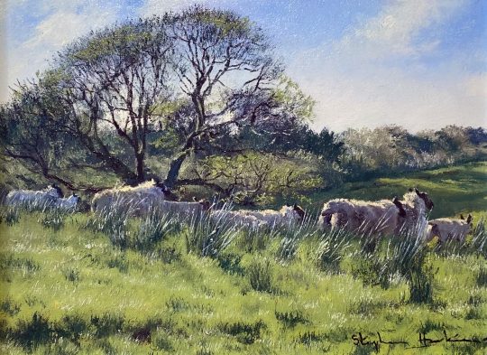 Stephen Hawkins - Sheep Grazing